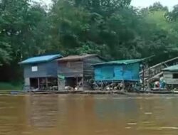 Sungai Kapuas Tercemar, Aktivitas Tambang Emas Ilegal Dibiarkan