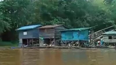 Sungai Kapuas Tercemar, Aktivitas Tambang Emas Ilegal Dibiarkan