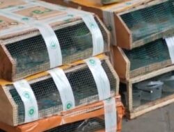 Penyelundupan 173 Burung Gagal di Pontianak, Termasuk Satwa Dilindungi